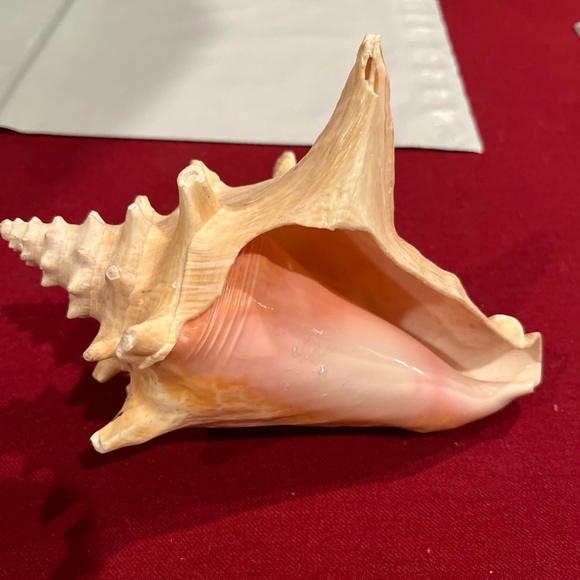 SEASHELL 8” nautical BEIGE HORNED QUEEN CONCH BEACH ocean shell pink Inside LRG - Picture 14 of 16